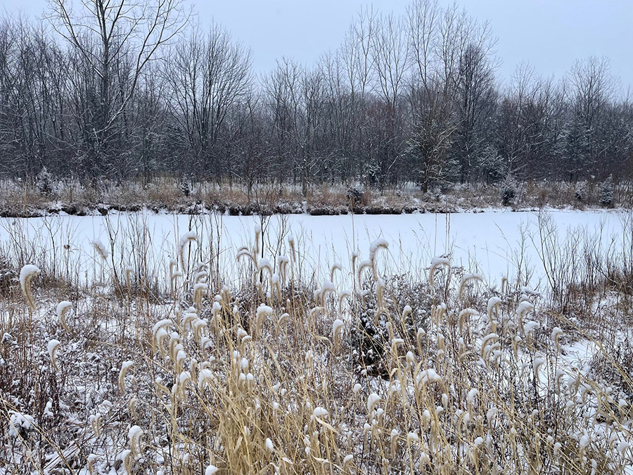Winter at the Olentangy Wetlands